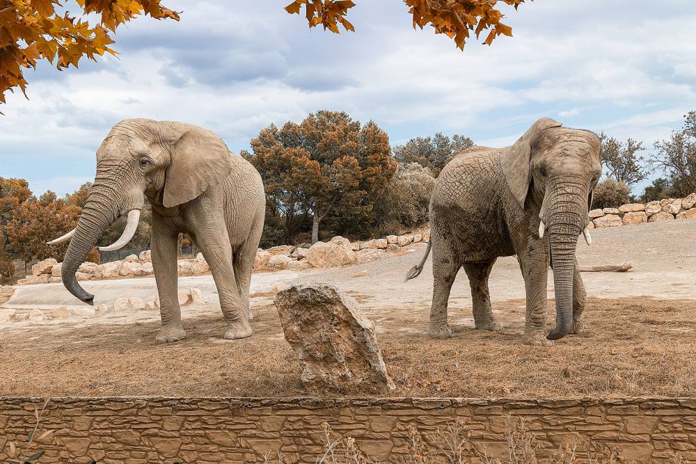 La Reserva Africana de Sigean: un safari en el corazón del Aude